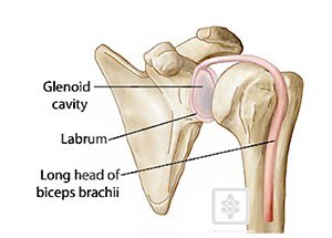 Illustration of the shoulder labrum and long head of the biceps